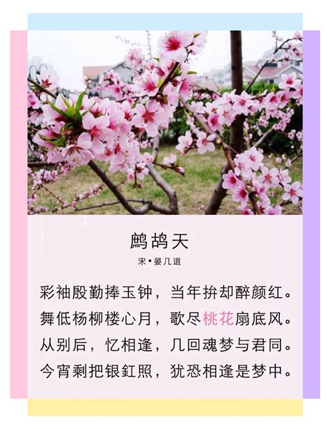 形容桃花|桃花诗句